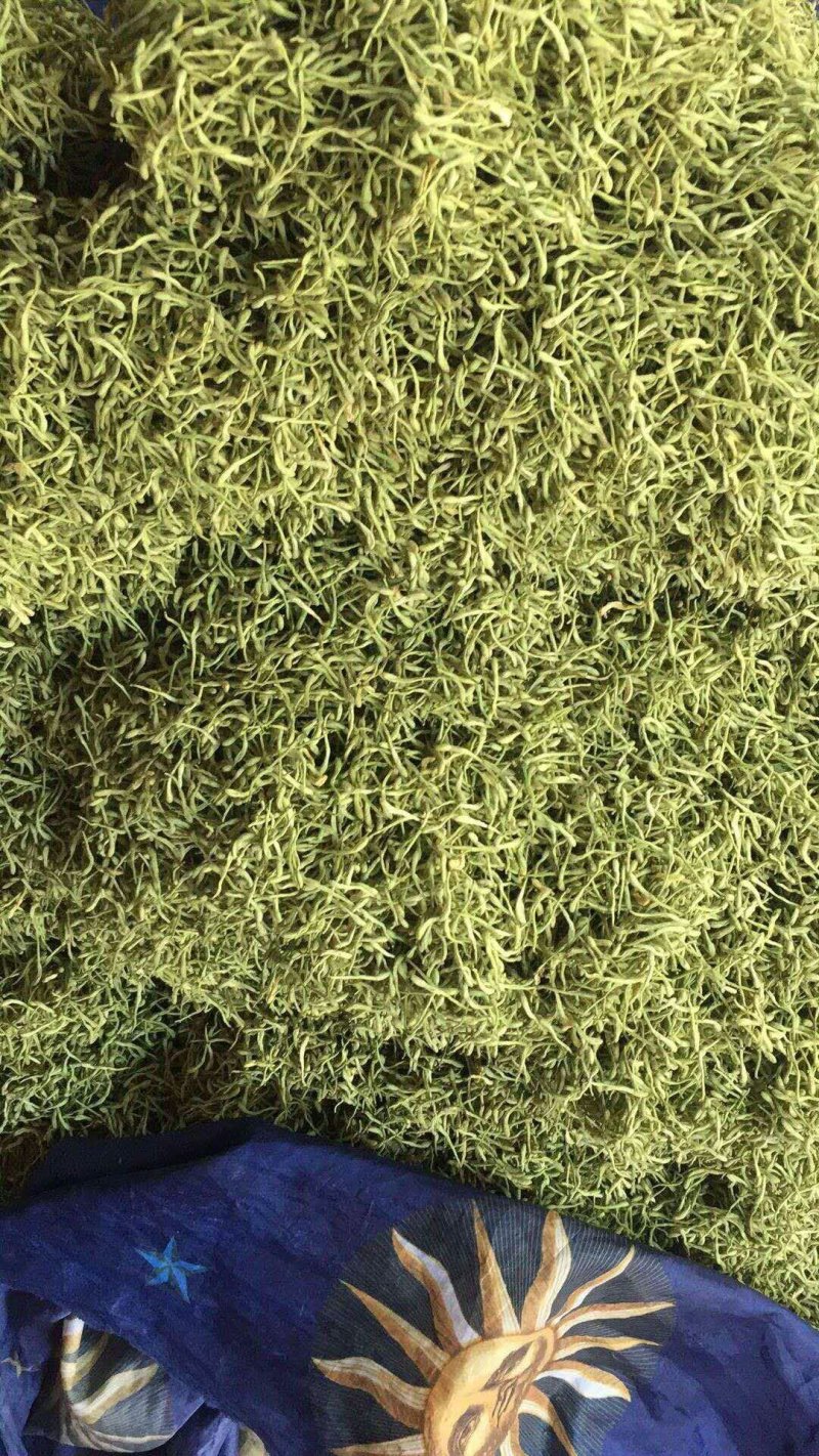 金银花保证质量诚实守信货源稳定价格优惠全国发货一手货源