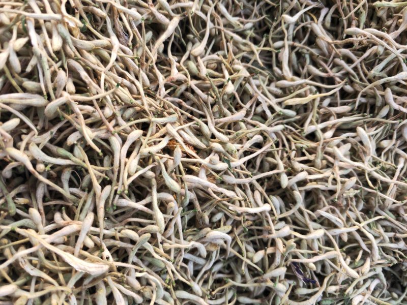金银花保证质量诚实守信货源稳定价格优惠全国发货一手货源
