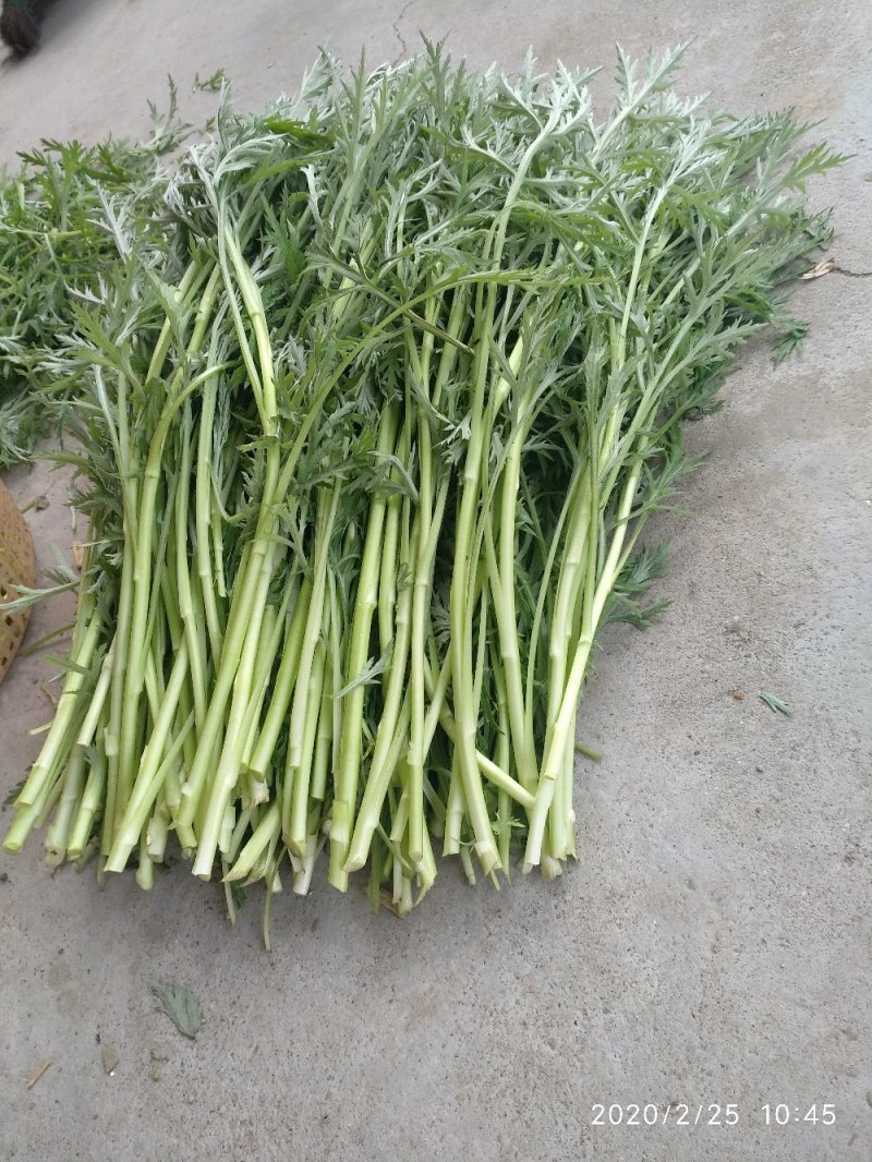 农家新鲜泥蒿，湖北特产，原生态自然生长。
