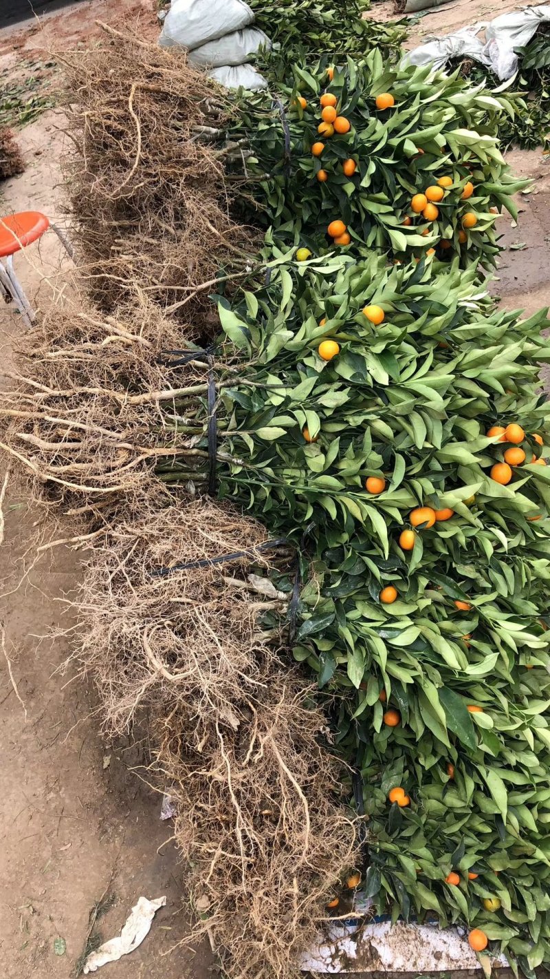 脆皮金桔苗优质嫁接苗基地实图拍摄欢迎考察两证一签