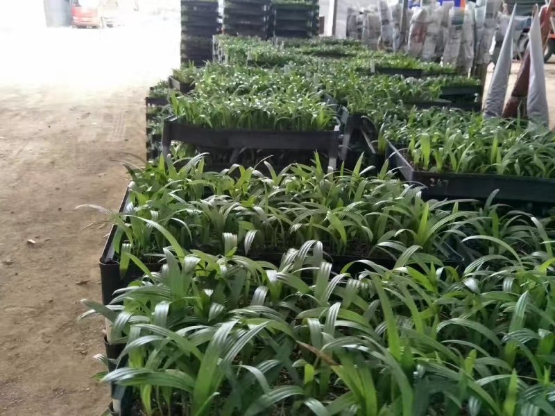 大叶棕竹种苗广州苗圃批发棕榈科植物四季常青观叶植物