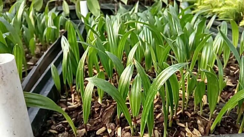 大叶棕竹种苗广州苗圃批发棕榈科植物四季常青观叶植物