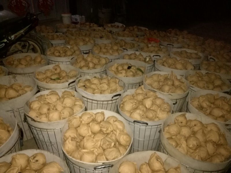 新高梨二三级网套货韩国品种甜度高果形好