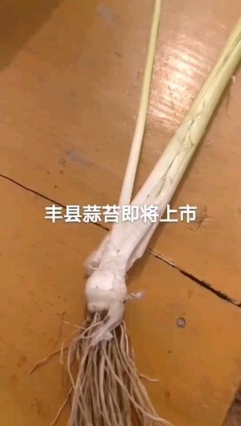 丰县陆地【红根蒜苗】产地直供全国代发