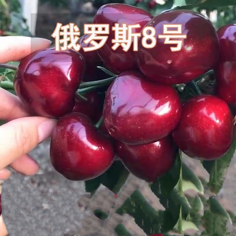 车厘子樱桃树苗南方北方种植地栽盆栽大樱桃苗嫁接当年结果果