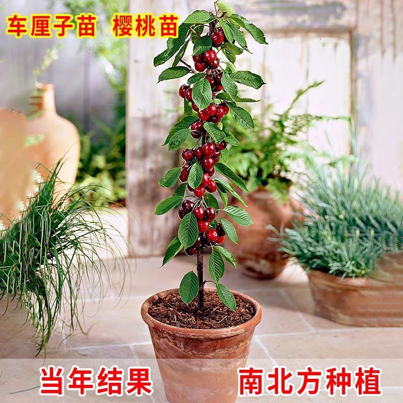 车厘子樱桃树苗南方北方种植地栽盆栽大樱桃苗嫁接当年结果果