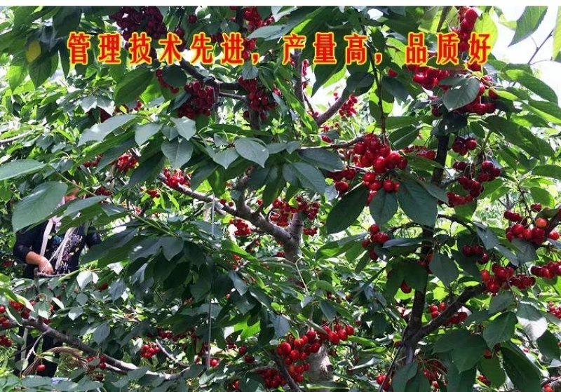车厘子樱桃树苗南方北方种植地栽盆栽大樱桃苗嫁接当年结果果