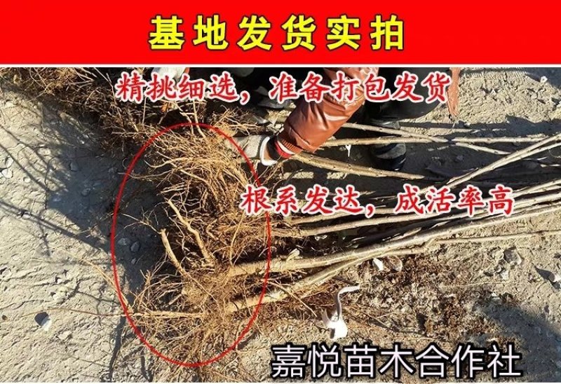 车厘子樱桃树苗南方北方种植地栽盆栽大樱桃苗嫁接当年结果果