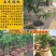 车厘子樱桃树苗南方北方种植地栽盆栽大樱桃苗嫁接当年结果果