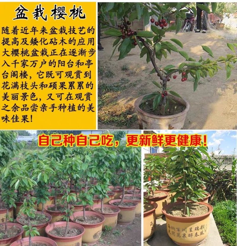 车厘子樱桃树苗南方北方种植地栽盆栽大樱桃苗嫁接当年结果果