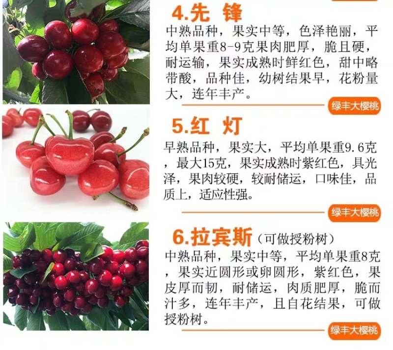 车厘子樱桃树苗南方北方种植地栽盆栽大樱桃苗嫁接当年结果果