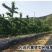 车厘子樱桃树苗南方北方种植地栽盆栽大樱桃苗嫁接当年结果果