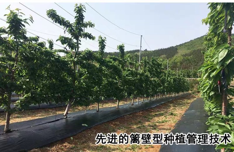 车厘子樱桃树苗南方北方种植地栽盆栽大樱桃苗嫁接当年结果果