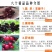 车厘子樱桃树苗南方北方种植地栽盆栽大樱桃苗嫁接当年结果果