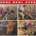 车厘子樱桃树苗南方北方种植地栽盆栽大樱桃苗嫁接当年结果果