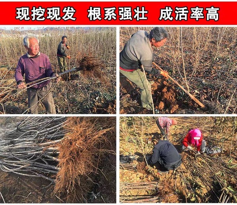 车厘子樱桃树苗南方北方种植地栽盆栽大樱桃苗嫁接当年结果果