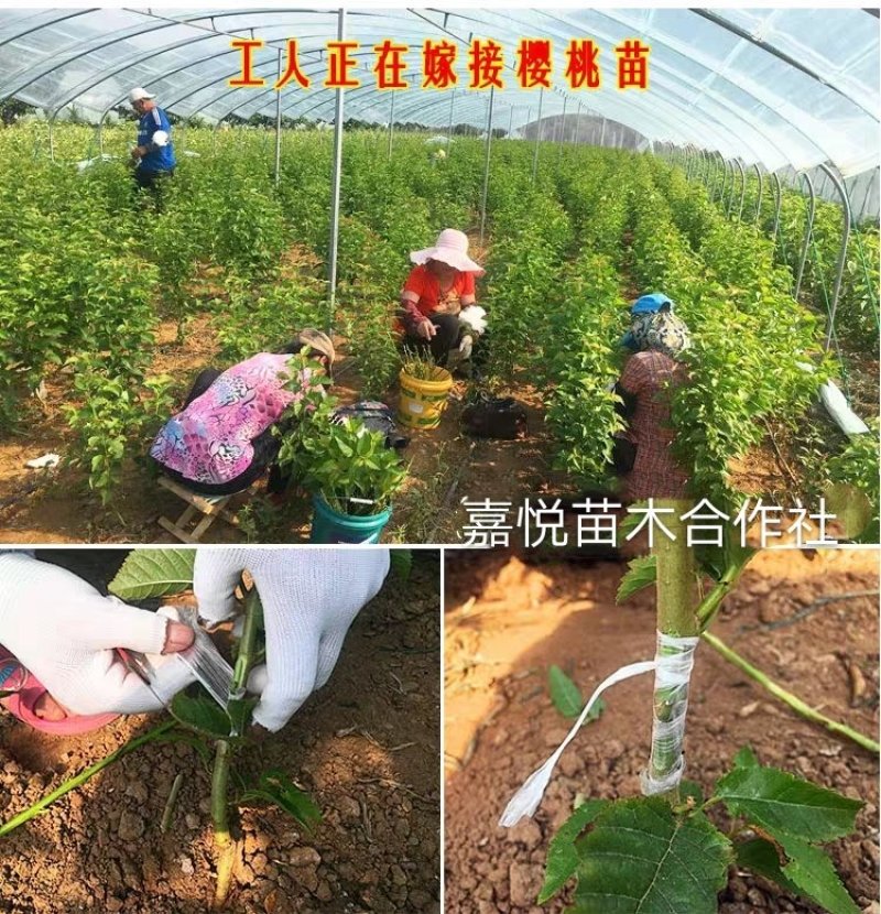 车厘子樱桃树苗南方北方种植地栽盆栽大樱桃苗嫁接当年结果果