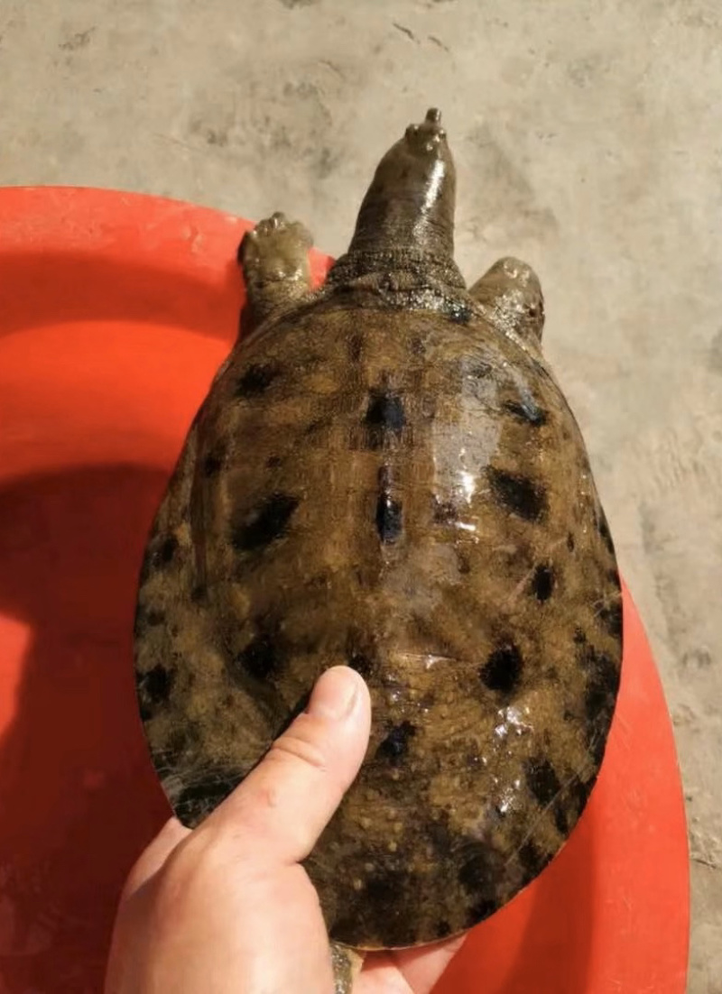 广东冷水库甲鱼鳖顺丰包邮包活欢迎采购