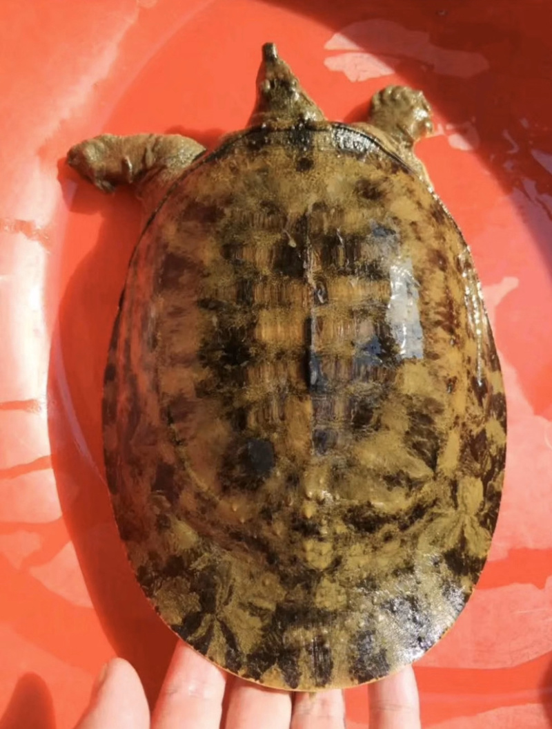 广东冷水库甲鱼鳖顺丰包邮包活欢迎采购