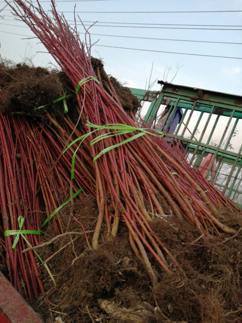 江苏优质红瑞木红瑞木小苗红瑞木毛球量大从优