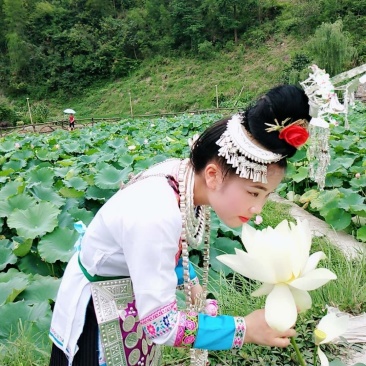 莲藕苗，观赏莲景区供应量大优惠