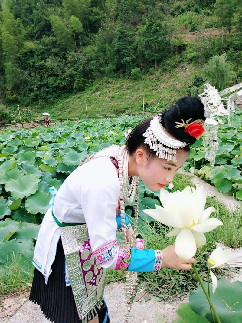 莲藕苗，观赏莲景区供应量大优惠