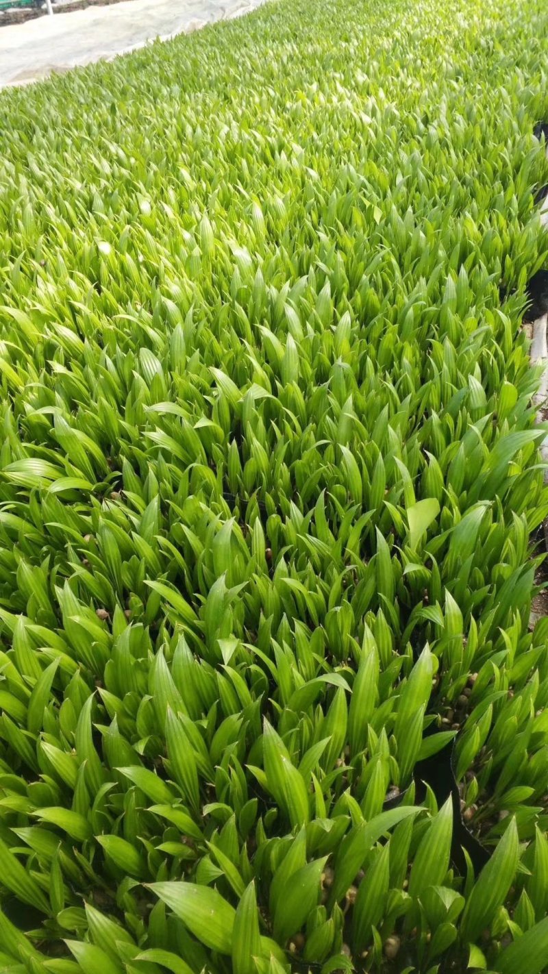 蒲葵种苗基地直销绿化工程苗木棕榈科植物