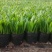 蒲葵种苗基地直销绿化工程苗木棕榈科植物