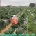 大棚温室骨架二棚地膜弓杆各种中小拱棚骨架玻璃纤维弹力钢棒