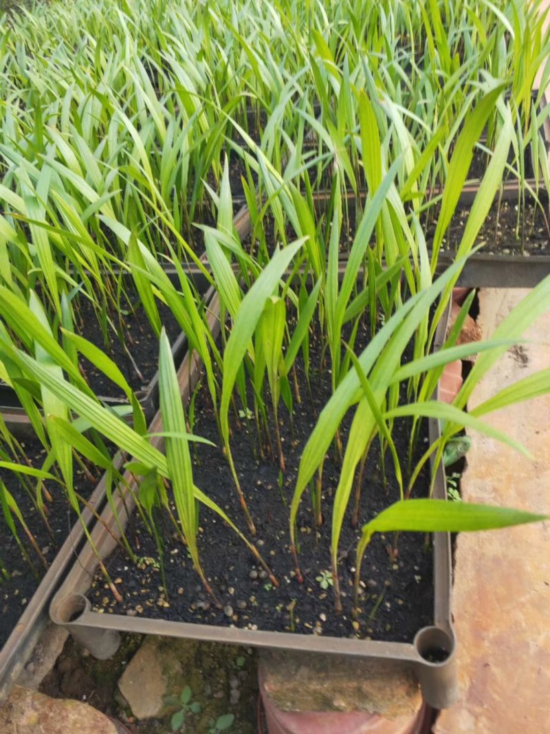 大王椰子树苗园林绿化行道树棕榈科植物广州苗圃批发