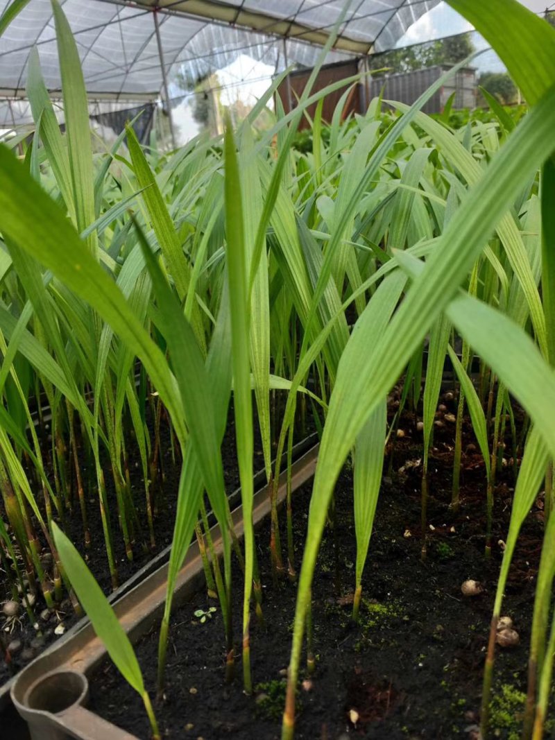 大王椰子树苗园林绿化行道树棕榈科植物广州苗圃批发