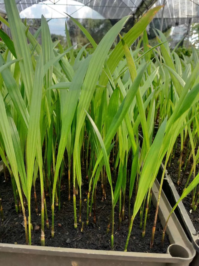 大王椰子树苗园林绿化行道树棕榈科植物广州苗圃批发