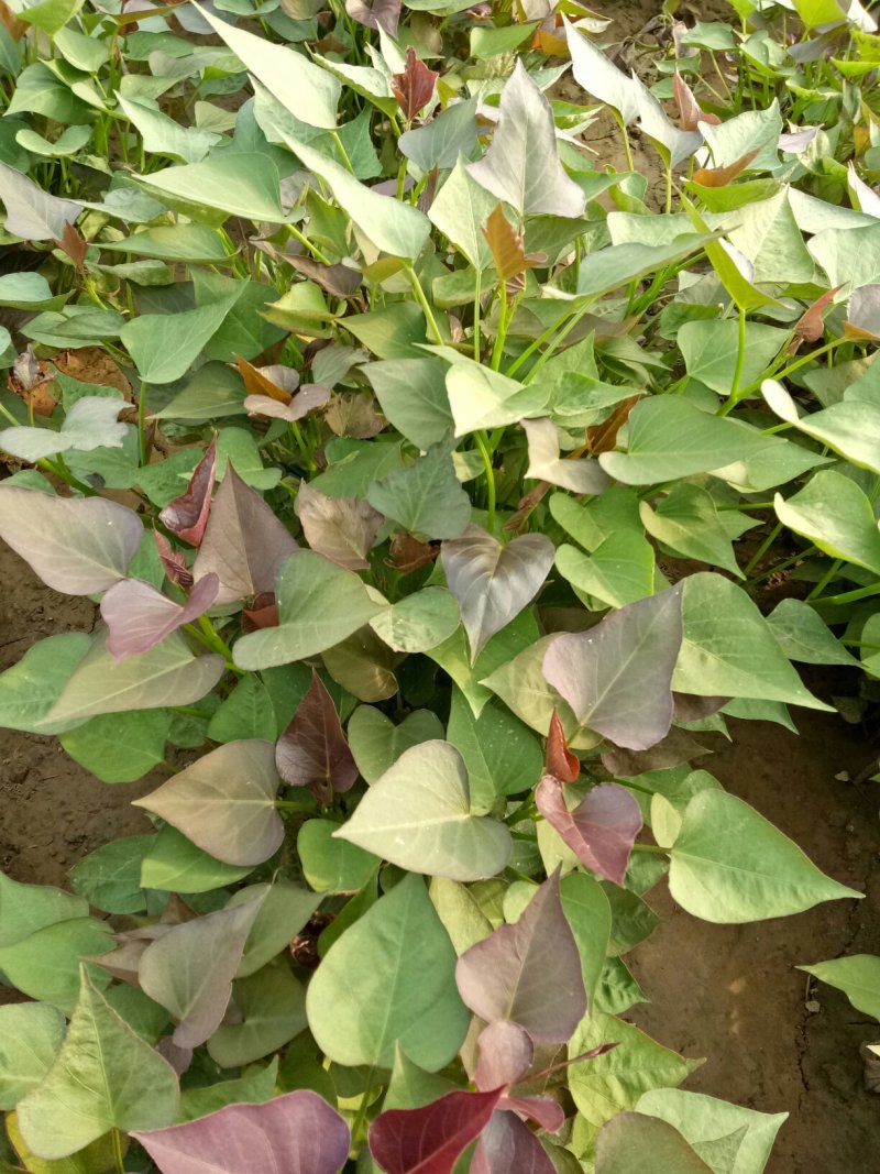 商薯19红薯苗地瓜苗15~25cm