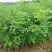 蔷薇花苗藤本月季量大价优基地直销