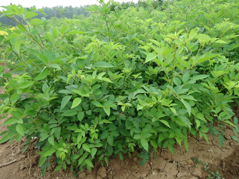 蔷薇花苗藤本月季量大价优基地直销