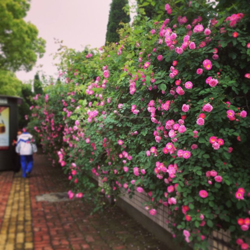 蔷薇花苗藤本月季量大价优基地直销