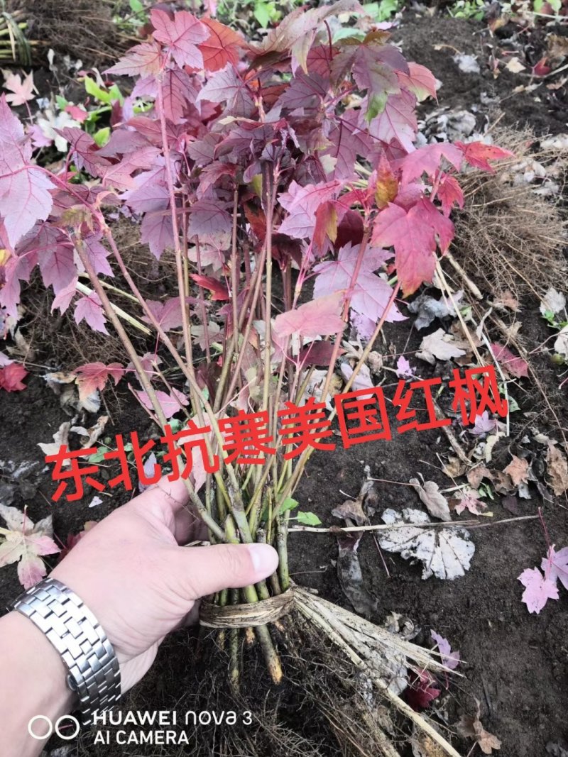 【聚便宜批发走货】东北抗寒美国红枫秋火焰扦插苗