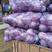 新野紫甘蓝大量供应中，市场，出口的都可以联系了。