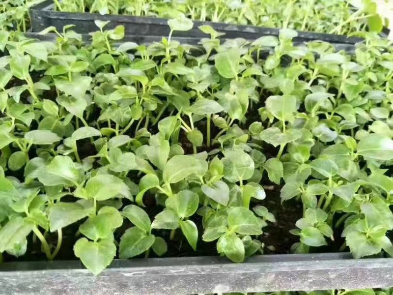 大叶伞种苗广州苗圃批发四季常青花卉绿植