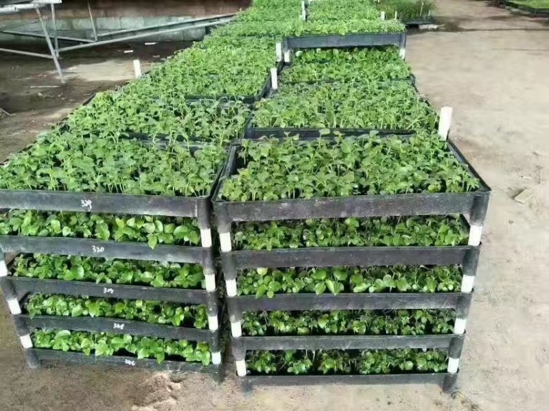 大叶伞种苗广州苗圃批发四季常青花卉绿植