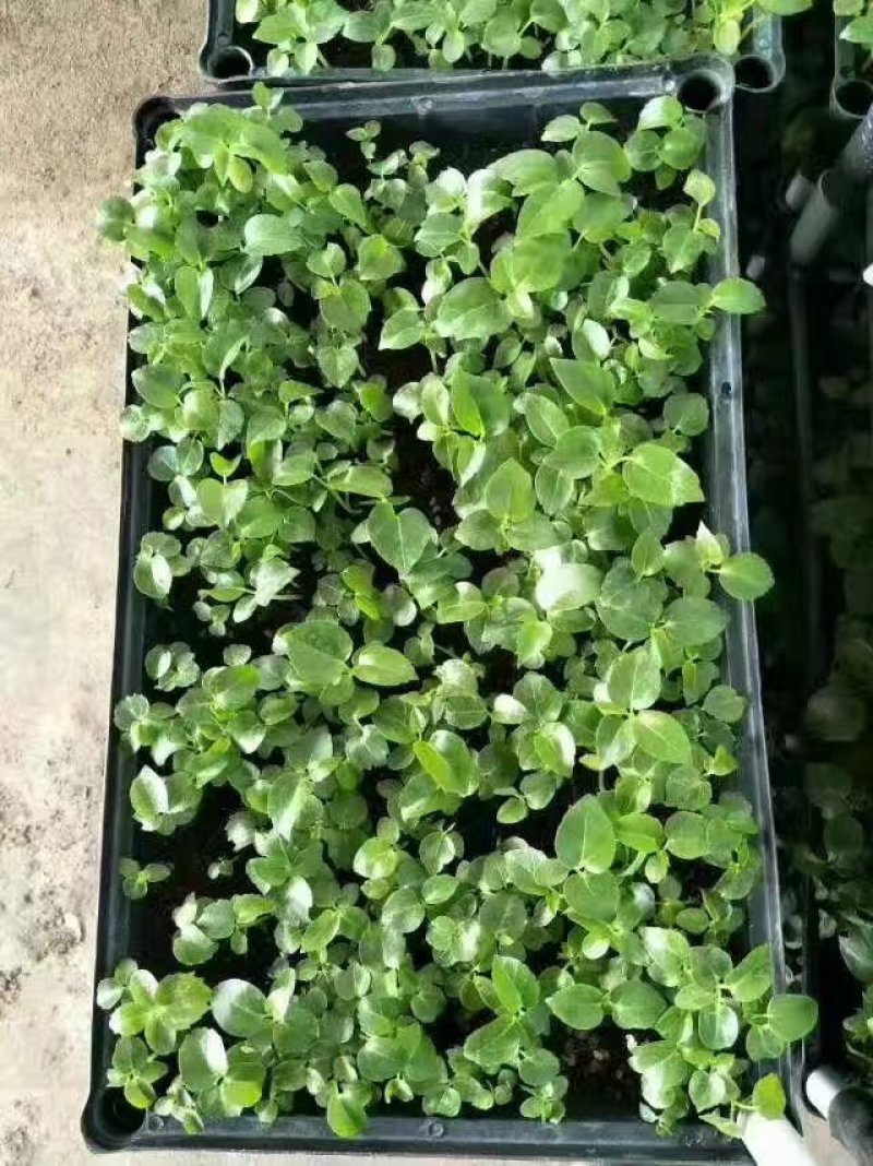 大叶伞种苗广州苗圃批发四季常青花卉绿植