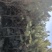 大量供应占地油松6元上车高度2/3米