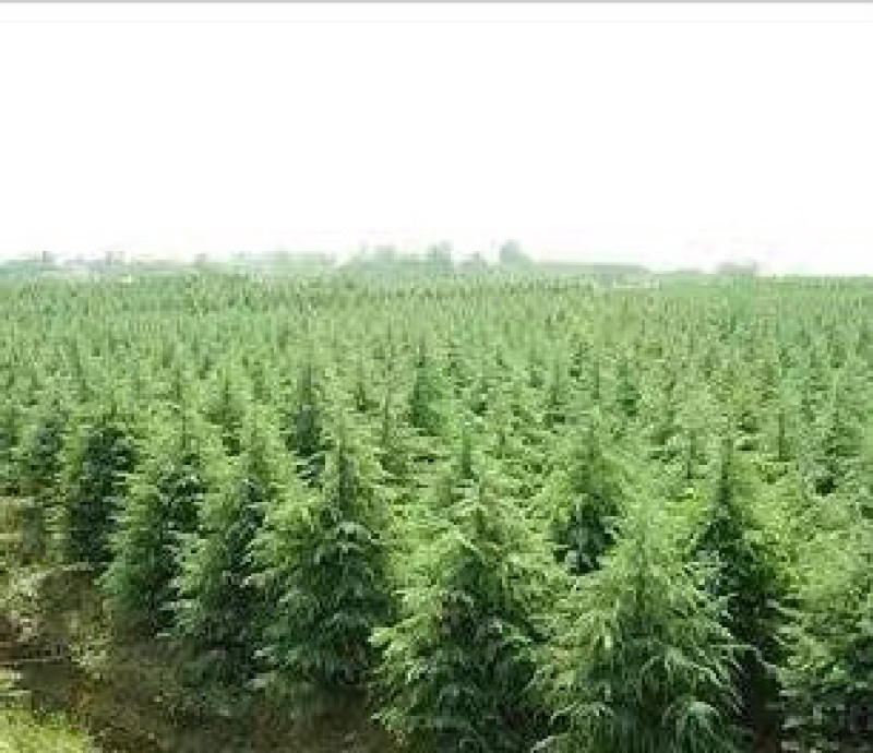 进口雪松种子印度雪松发芽率高新采摘包邮