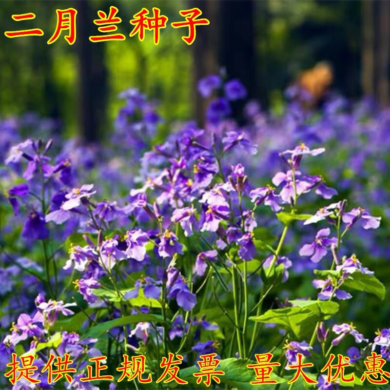 二月兰种子花籽诸葛菜二月蓝多年生宿根二月兰花种籽包邮