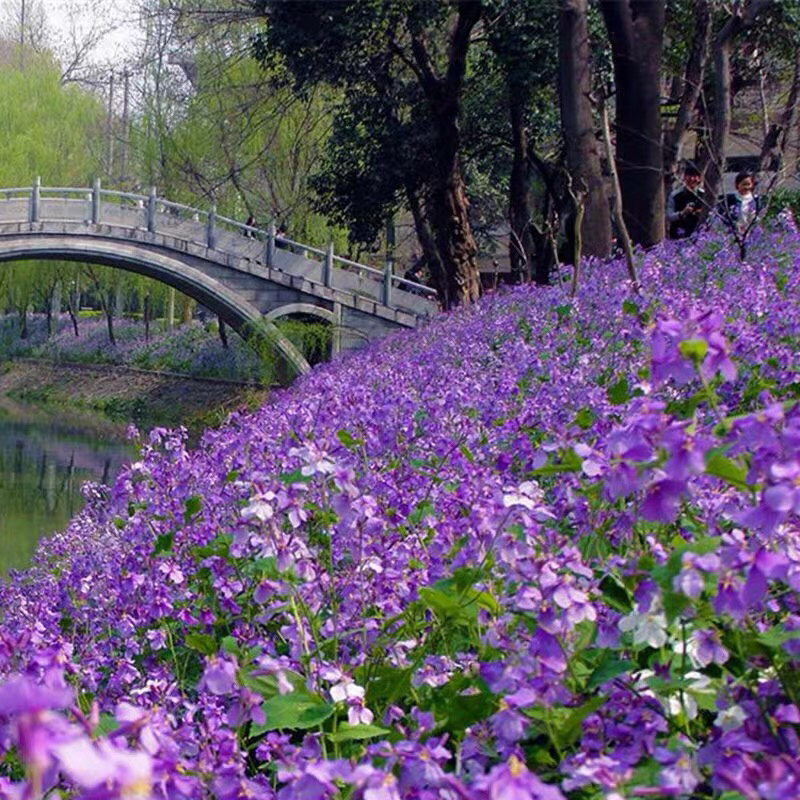 二月兰种子花籽诸葛菜二月蓝多年生宿根二月兰花种籽包邮