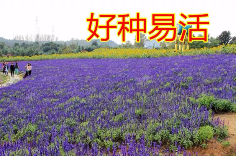 鼠尾草种子多年生宿根花卉种子蓝鄂鼠尾草种子洋苏草景观花海