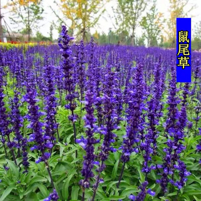 鼠尾草种子多年生宿根花卉种子蓝鄂鼠尾草种子洋苏草景观花海