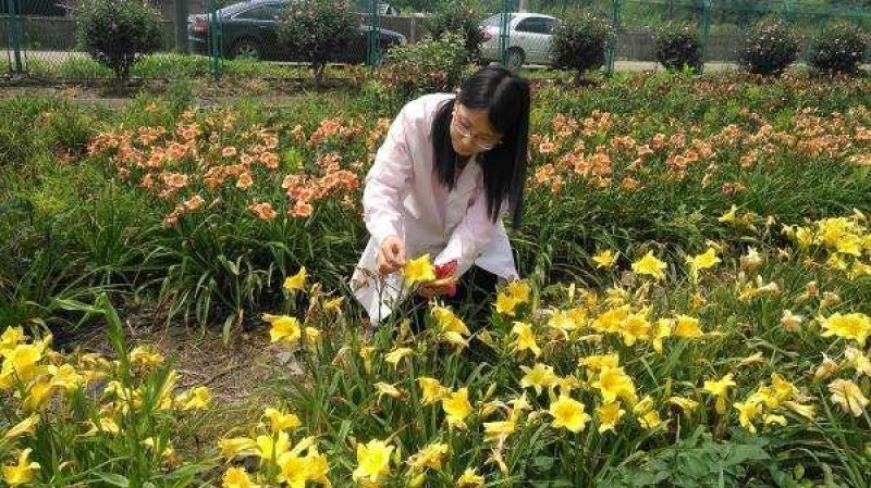 宿根地被精品大花萱草，金娃娃萱草现货大量批发