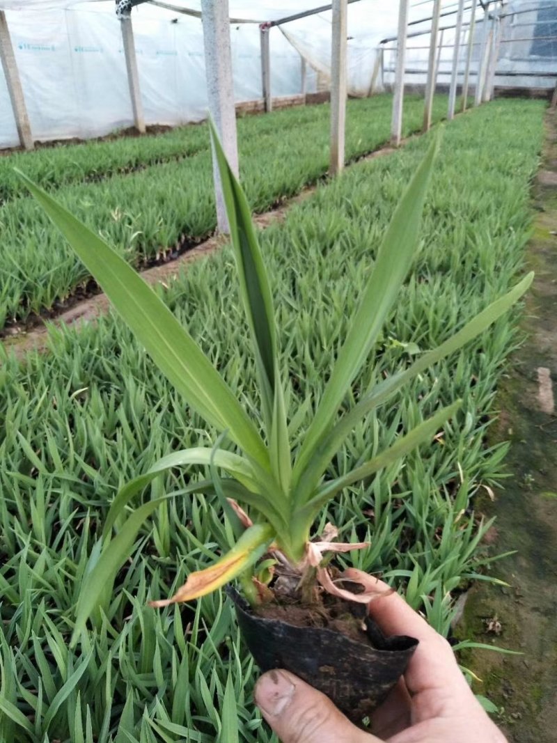 宿根地被精品大花萱草，金娃娃萱草现货大量批发