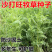沙打旺种子多年生牲畜青饲防沙固土护坡
